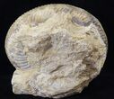 Parkinsonia Dorsetensis Ammonite - England #30778-4